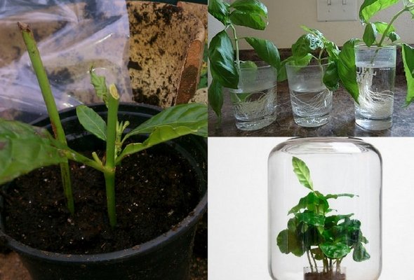 절단에 의한 번식