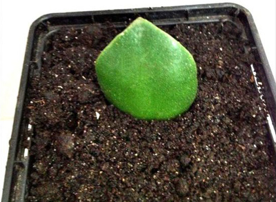 흙 속에 잎 뿌리 내리기