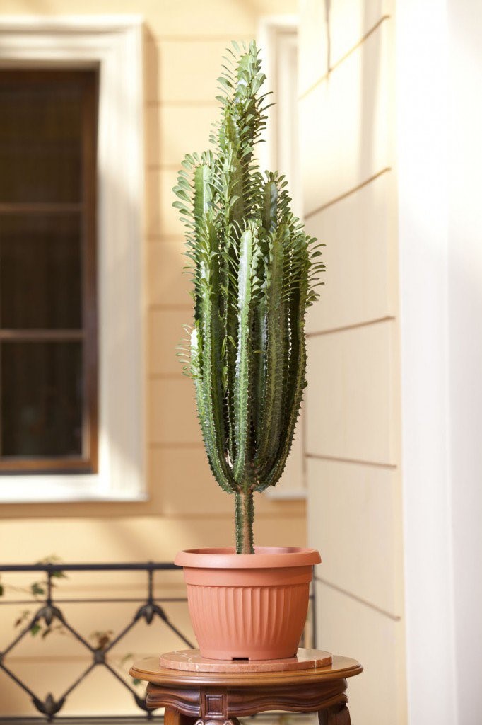 유포르비아 삼각주