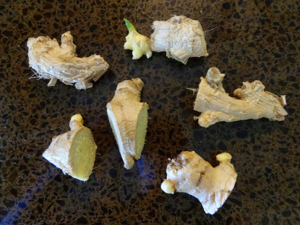 심기 위한 뿌리 준비