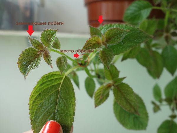 꽃 가지치기 장소