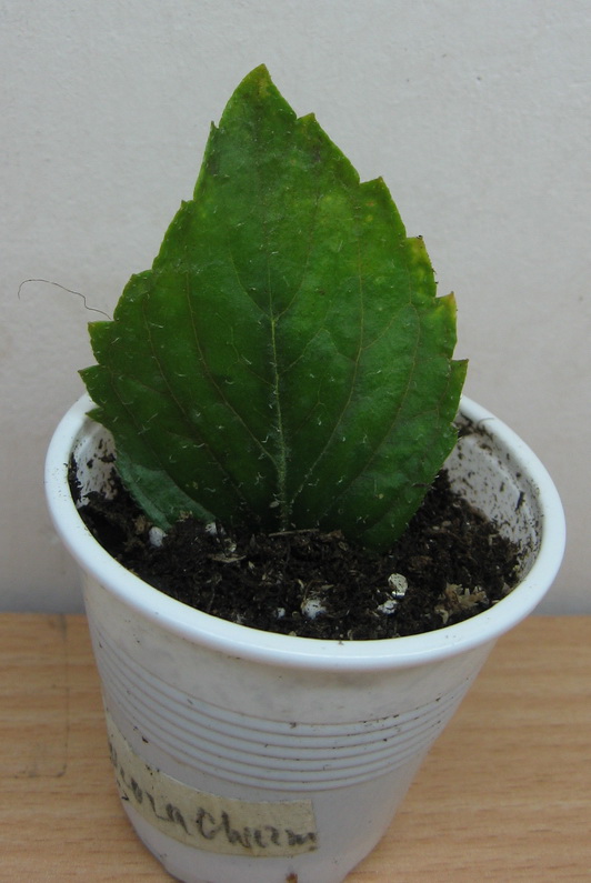 잎에 의한 번식