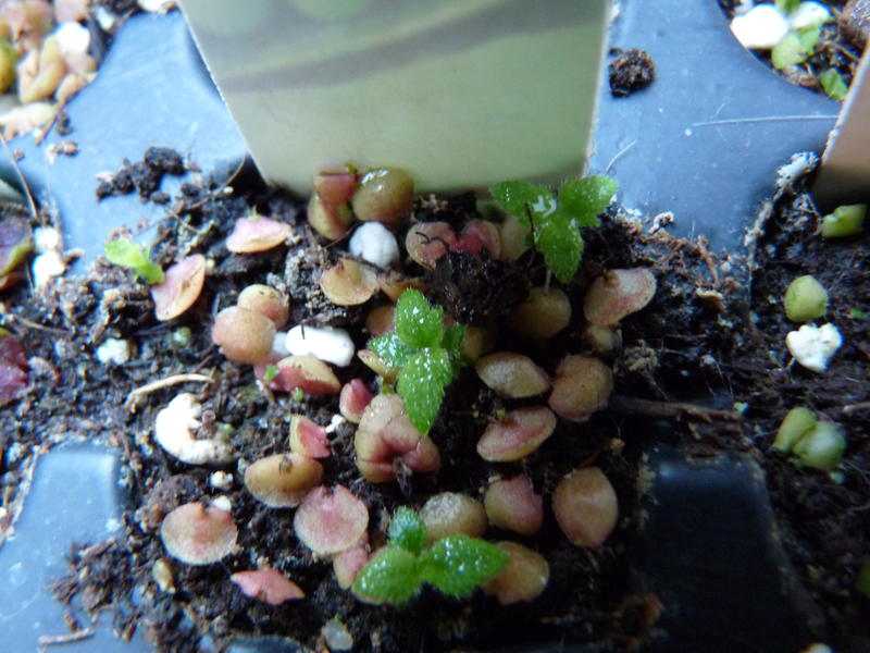 뿌리줄기 비늘에 의한 번식