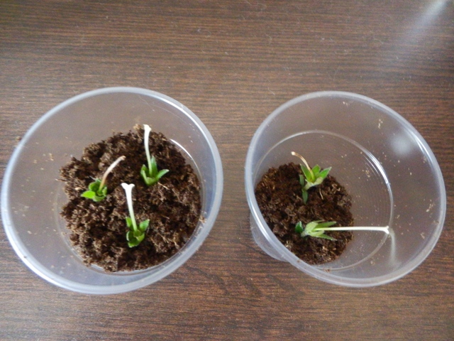 꽃자루에 의한 번식