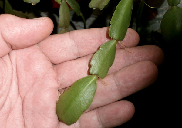 잎에 의한 번식