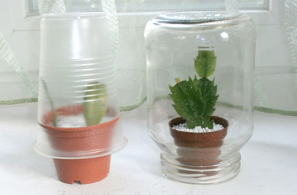 데카브리스트 접목