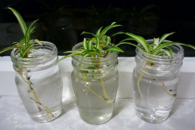 클로로피툼의 번식