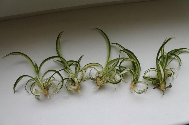 로제트에 의한 번식