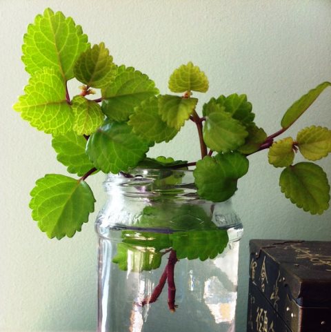 플렉트란투스의 번식