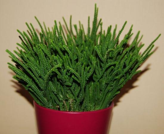 리코포디오이데아