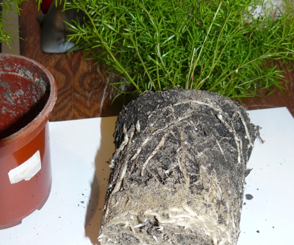 화분에서 꽃을 꺼내다