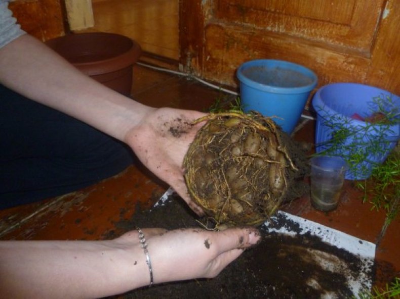 뿌리 시스템 청소