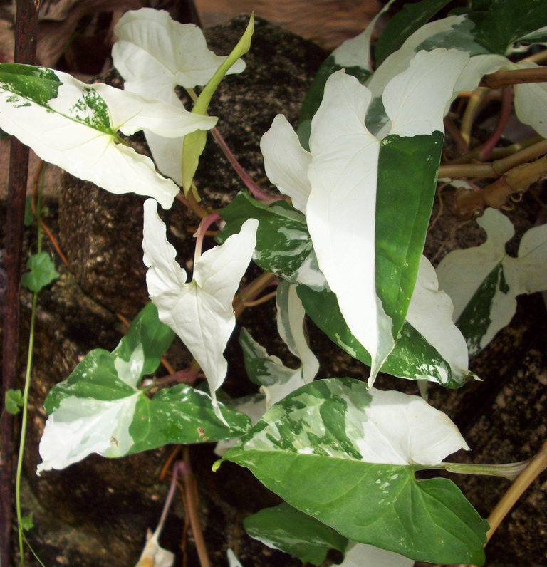 임페리얼 화이트