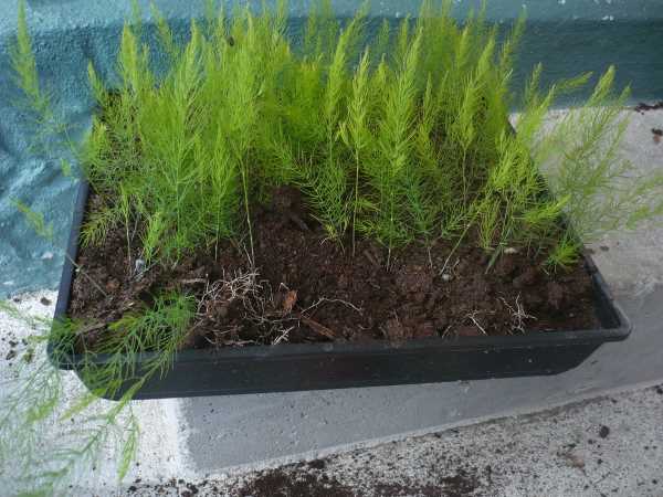 씨앗에서 자란 아스파라거스