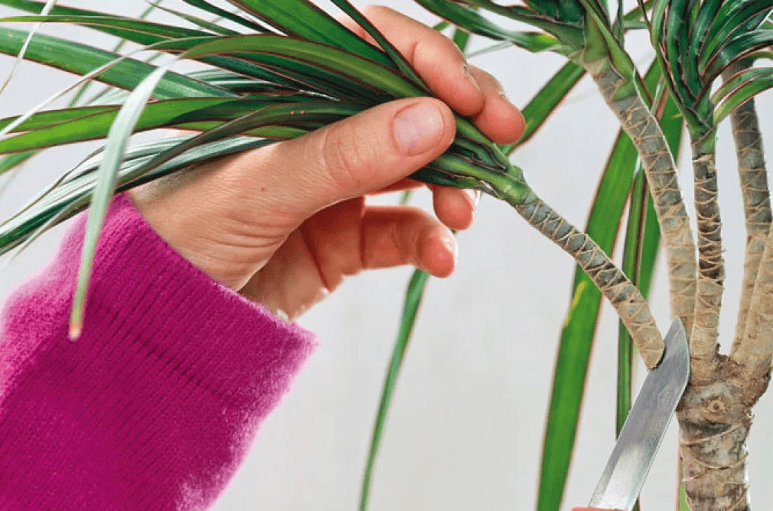 윗부분을 잘라내다