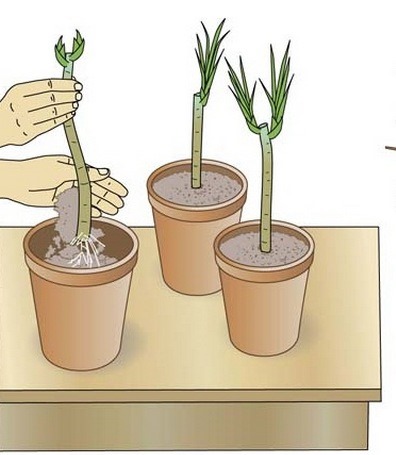 심기 다이어그램