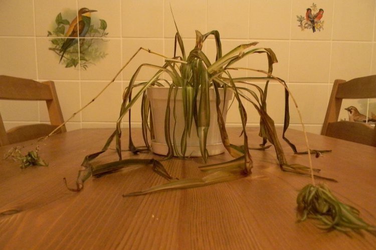 클로로피텀 질병