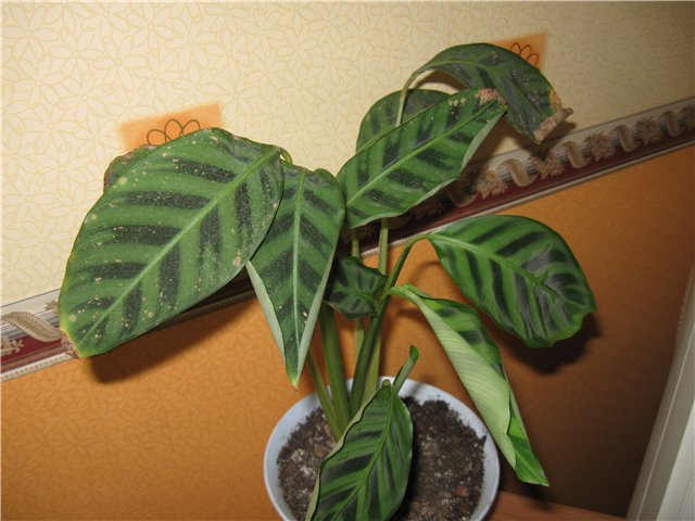 마란타의 거미 진드기