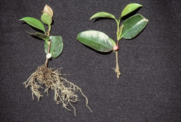 절단에 의한 번식