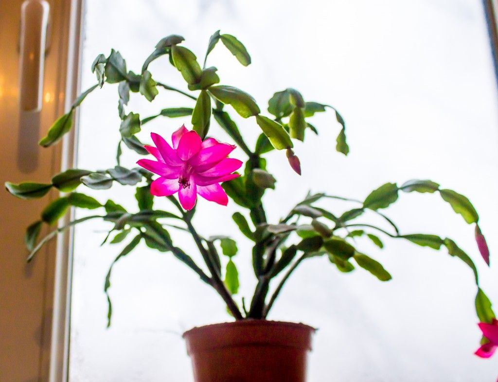 크리스마스 성직자