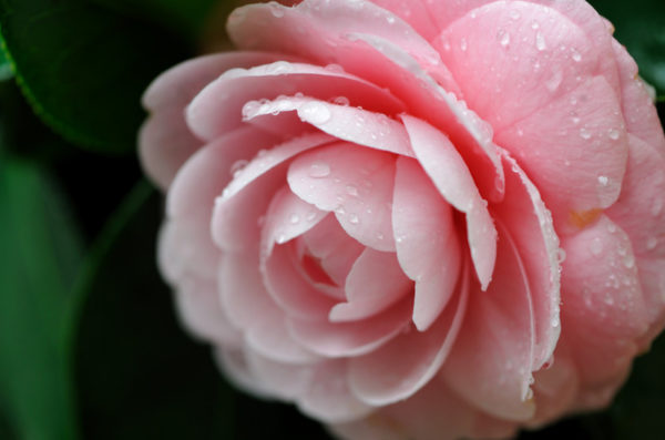 동백나무: 가정 간병, 질병, 유형