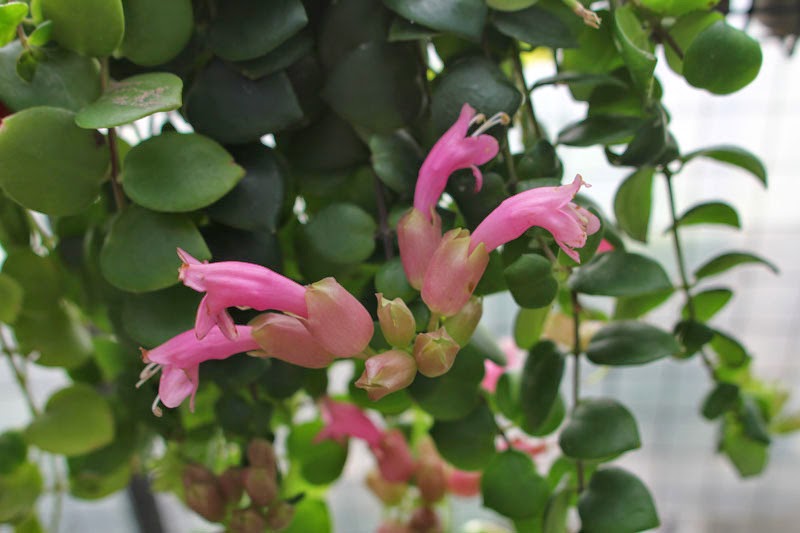 아이스키난투스 엘레간스