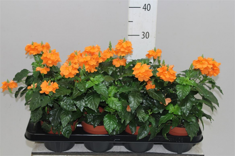 크로산드라 포르투나