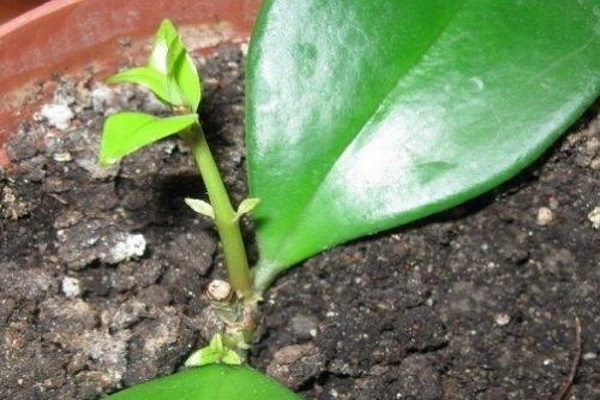 꽃에 먹이 주기