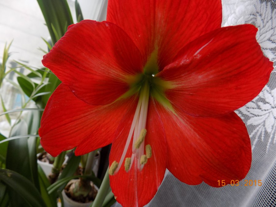 럭키 스트라이크