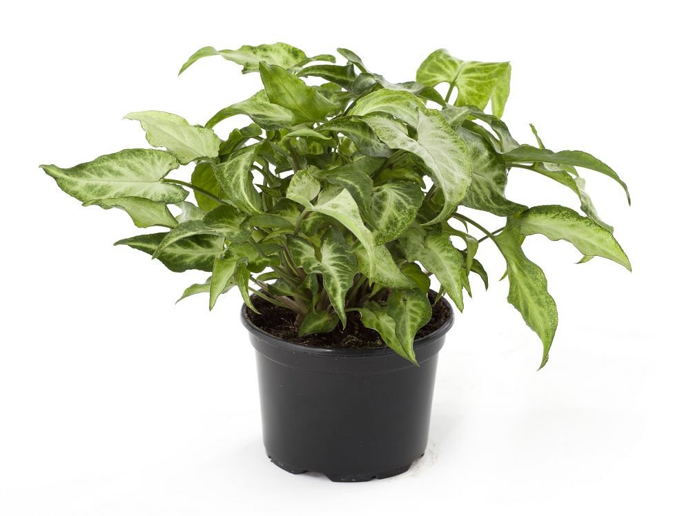 싱고니움 스티페폴리아