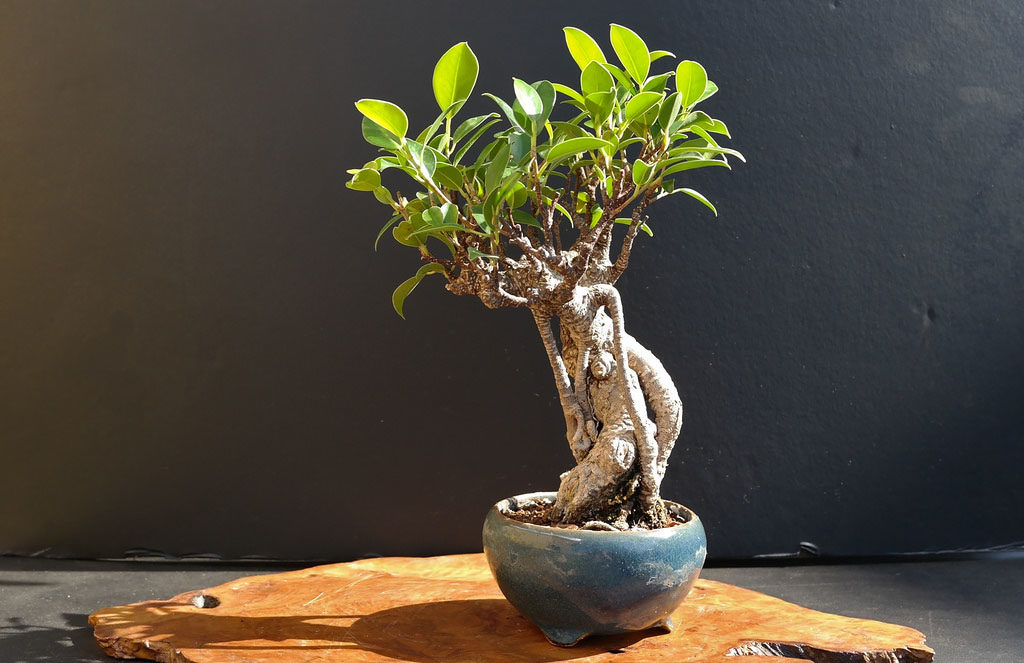 무화과나무(Ficus microcarpa)