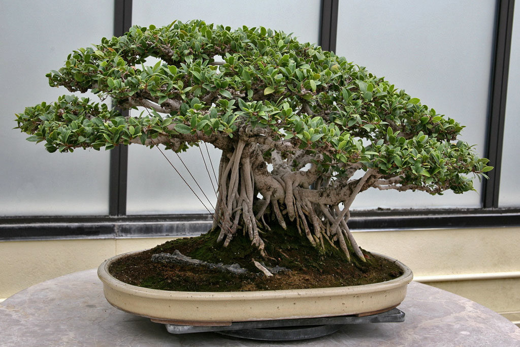 무화과나무(Ficus microcarpa)
