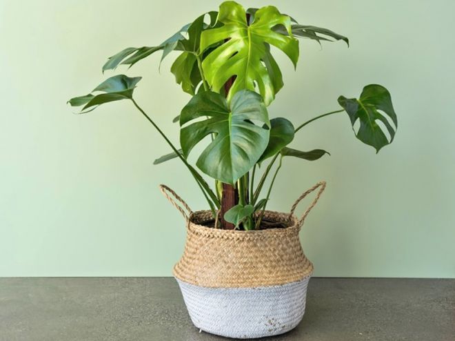 몬스테라에 대한 표지판