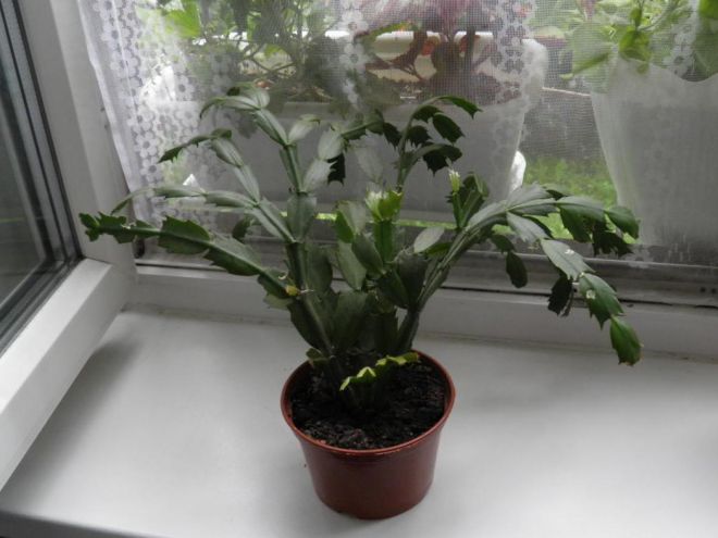 크리스마스 선인장 관리