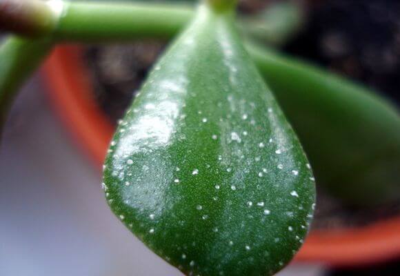 크라술라 잎에 흰 반점이 생겼어요