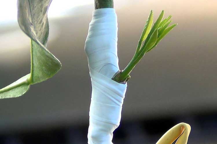 접목 레몬 절단