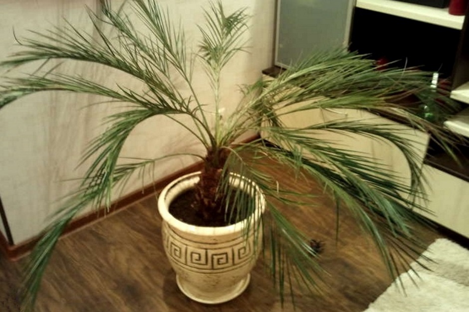 손바닥 안에 감추다