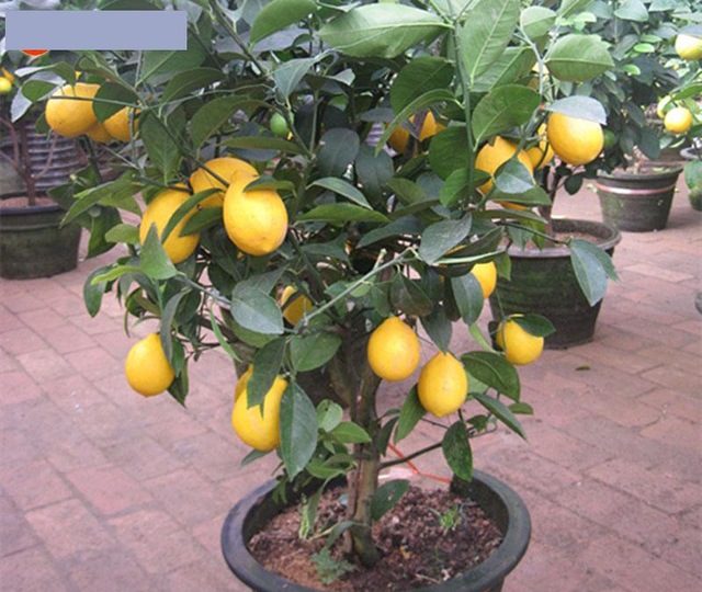 레몬나무