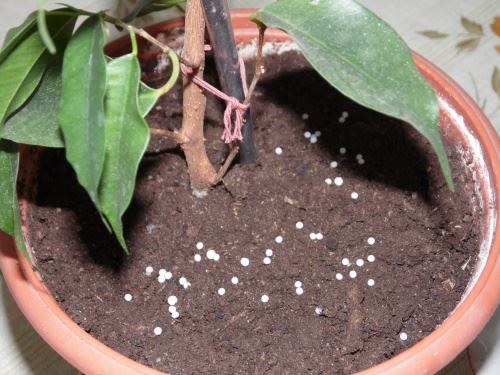 무화과나무에 비료 주기