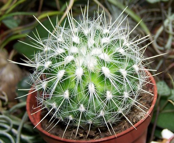 마우치에니비에