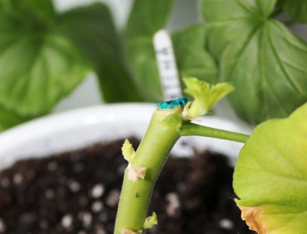 다듬어진 제라늄 줄기