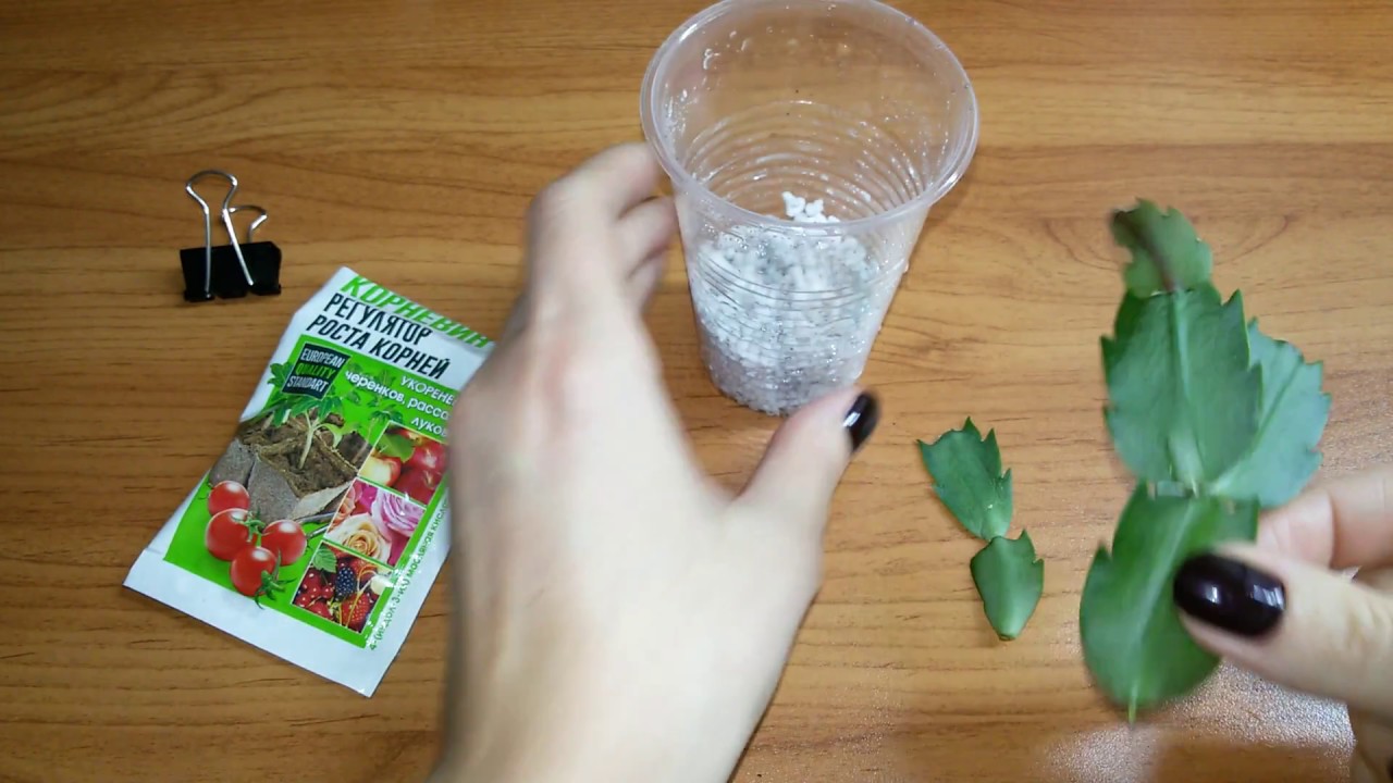 기질에 절단 심기