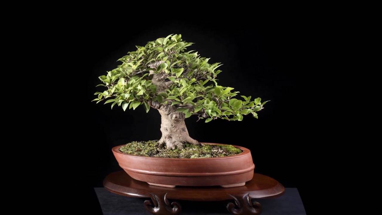 무화과나무(Ficus microcarpa)