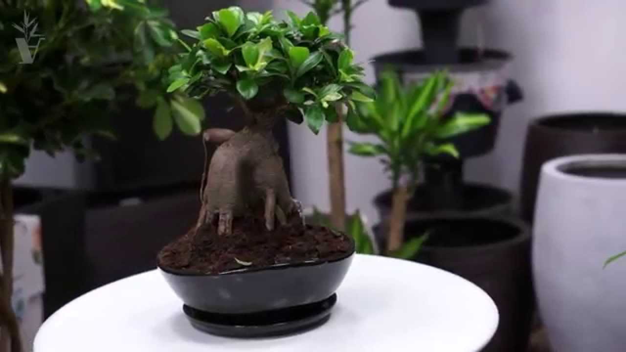 무화과나무(Ficus microcarpa)