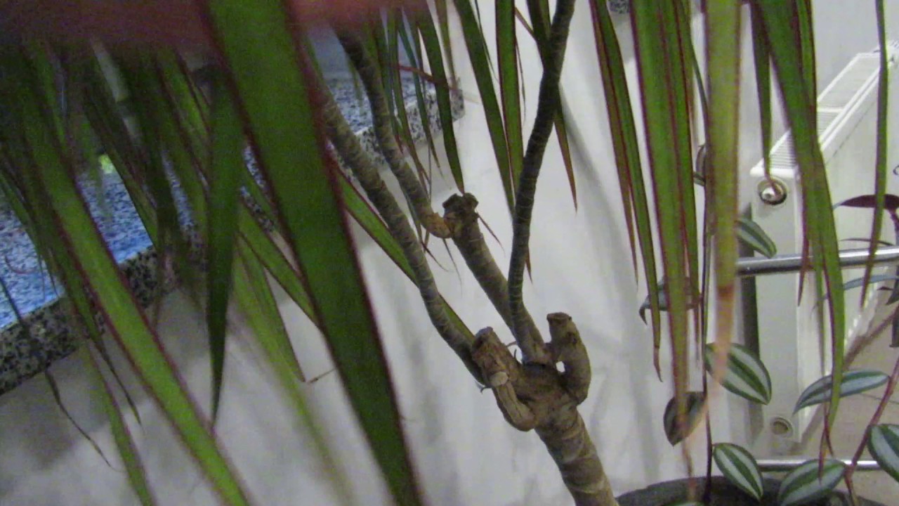 드라세나 가지치기