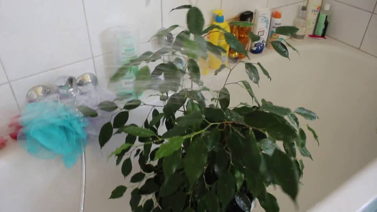 무화과나무 관리