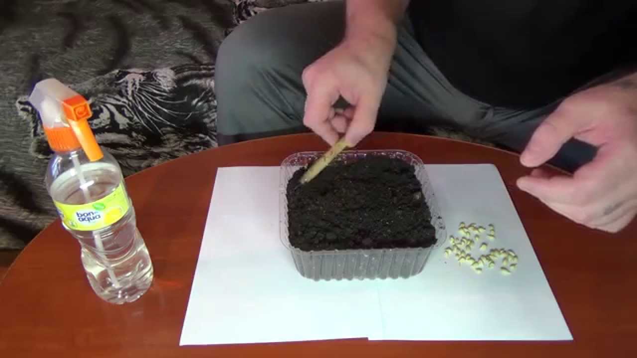 심기 위한 씨앗 준비