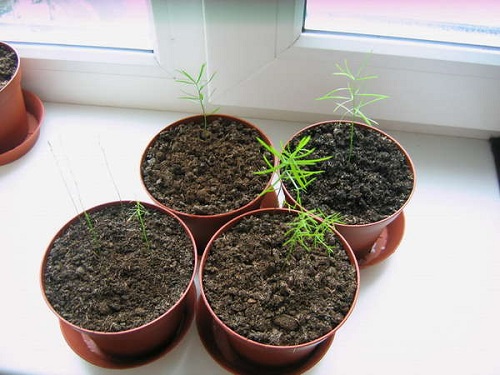 아스파라거스의 어린순