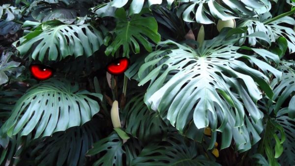 몬스테라의 종류