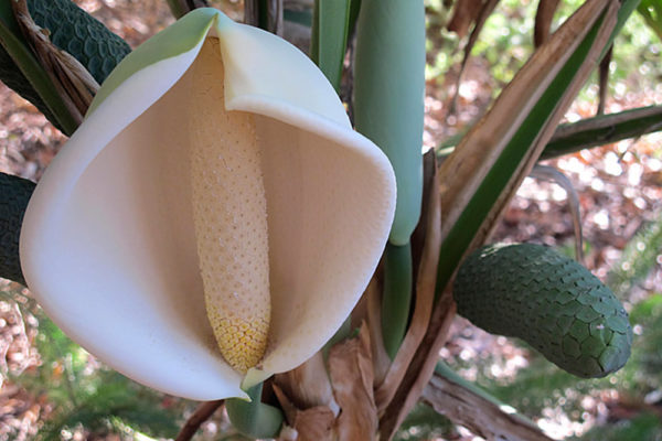 몬스테라: 사진과 함께 설명하는 글